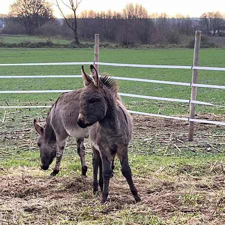 Wohnen Im Ehemaligen Kuhstall Stiehler Farm Lejlighed