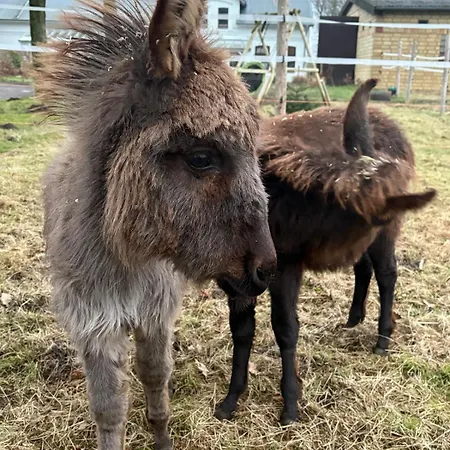 Wohnen Im Ehemaligen Kuhstall Stiehler Farm Treia