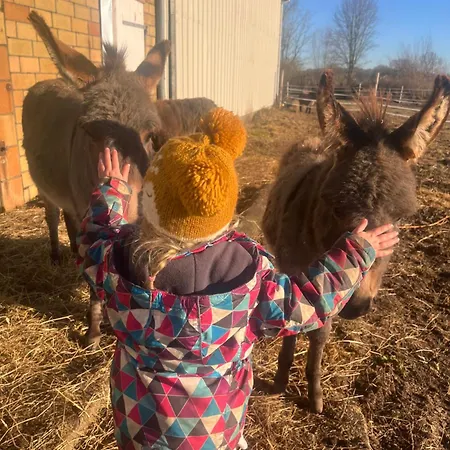 Lejlighed Wohnen Im Ehemaligen Kuhstall Stiehler Farm *