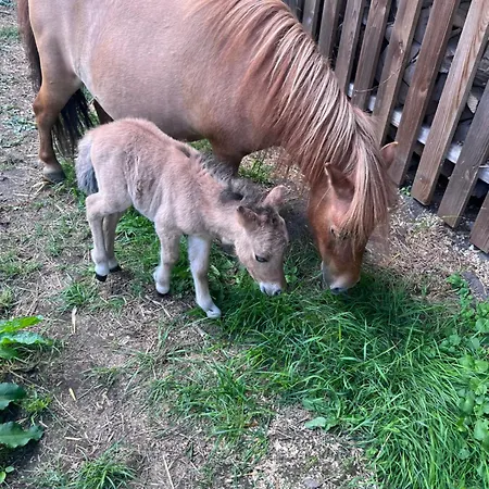 Lejlighed Wohnen Im Ehemaligen Kuhstall Stiehler Farm *