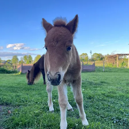 Wohnen Im Ehemaligen Kuhstall Stiehler Farm Lejlighed *