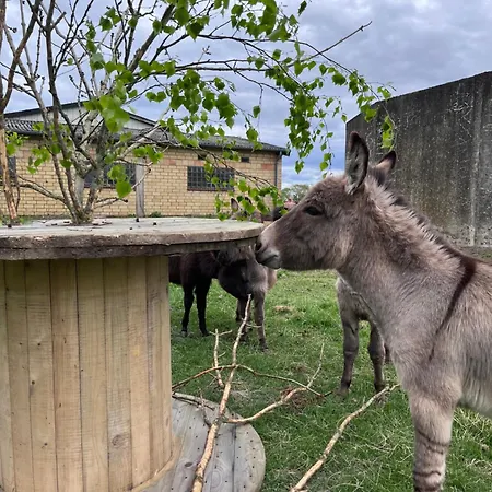 Wohnen Im Ehemaligen Kuhstall Stiehler Farm شقة *
