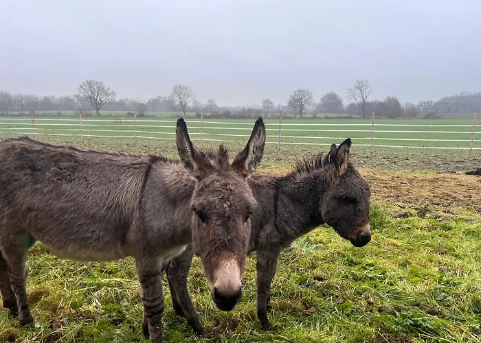 Appartement Wohnen Im Ehemaligen Kuhstall Stiehler Farm