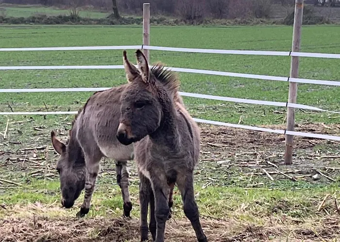 Wohnen Im Ehemaligen Kuhstall Stiehler Farm Appartement